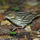 Pipit de la Petchora