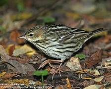 Pechora Pipit