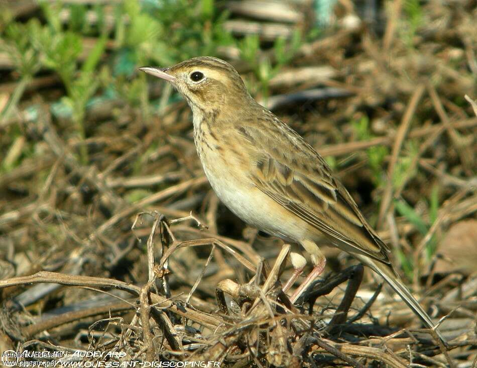 Pipit de Richard, identification