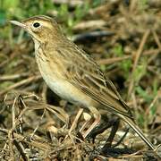 Richard's Pipit