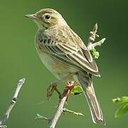 Richard's Pipit