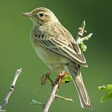 Pipit de Richard