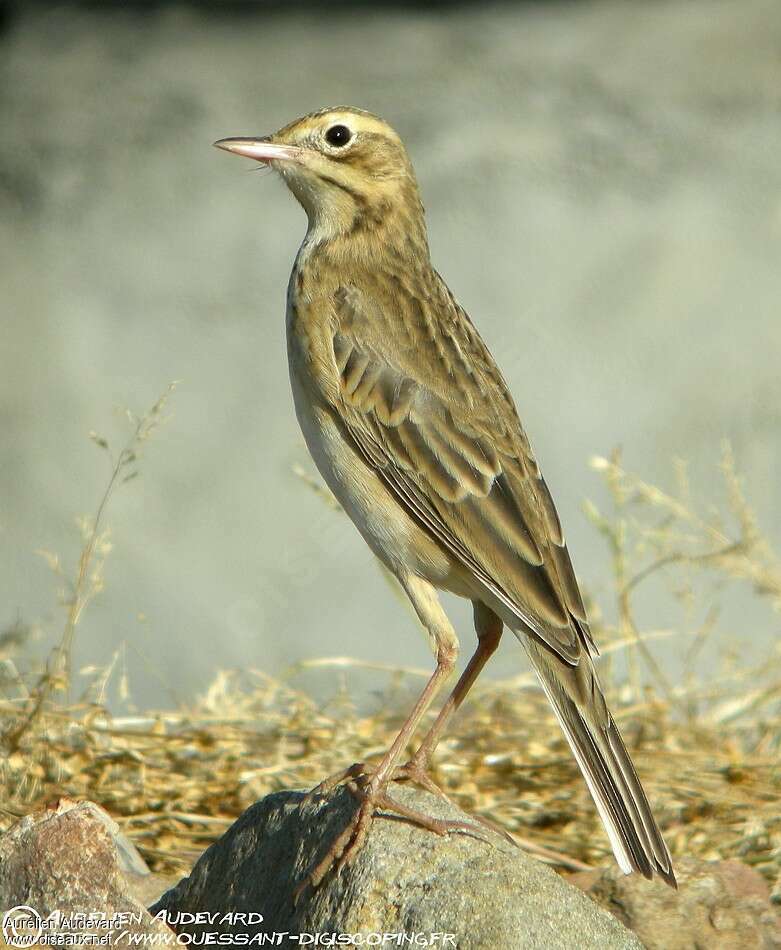 Pipit de Richardadulte, identification, pigmentation, Comportement