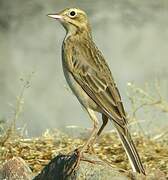 Richard's Pipit