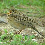 Richard's Pipit