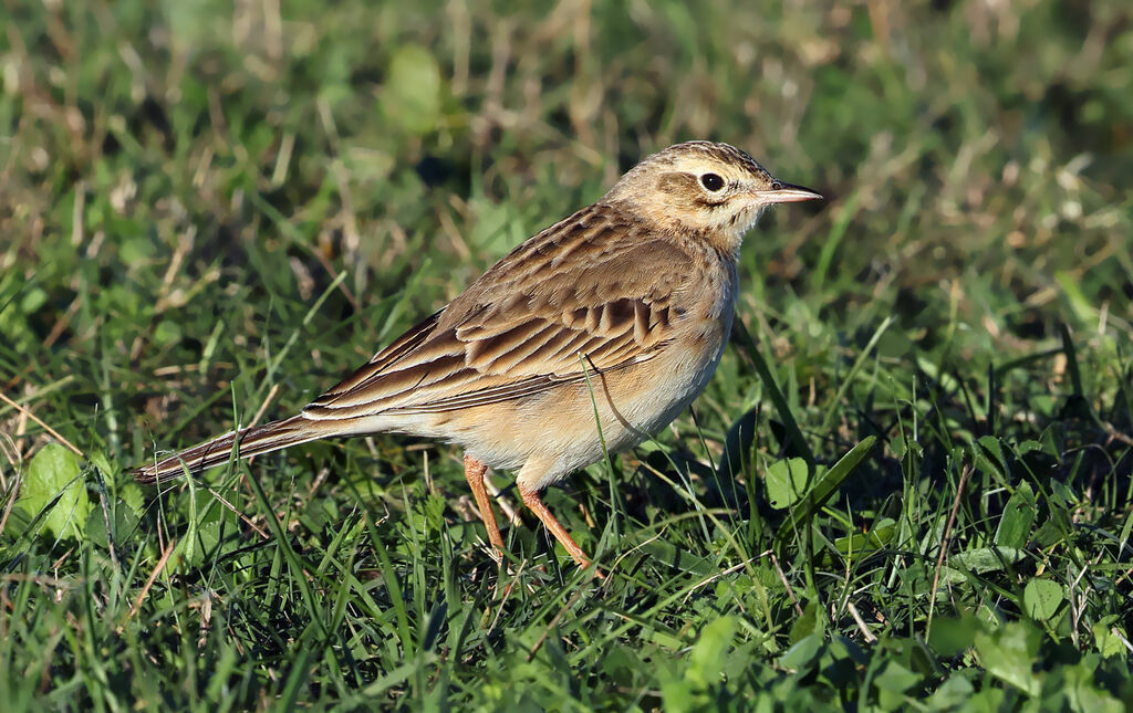 Pipit de Richard