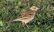 Pipit de Richard