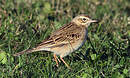 Pipit de Richard