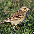 Pipit de Richard