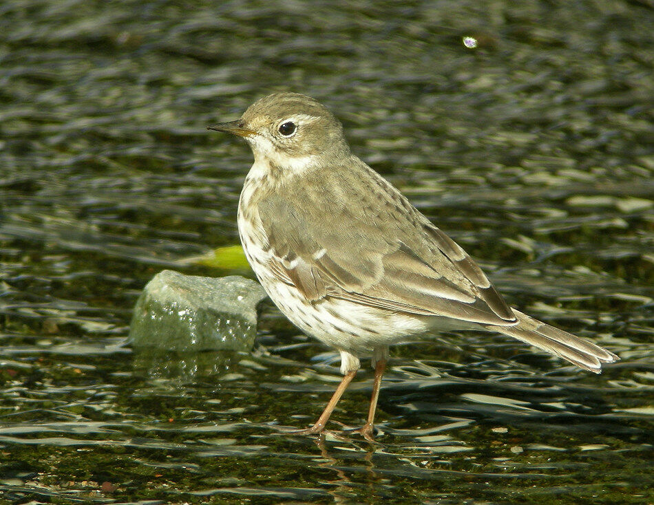 Pipit de Sibérie 1ère année, identification
