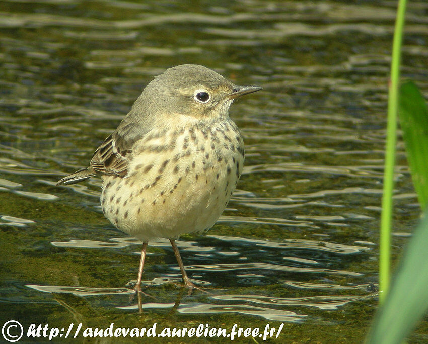 Pipit de Sibérie adulte, nuptial, portrait