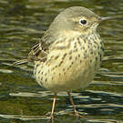 Pipit de Sibérie
