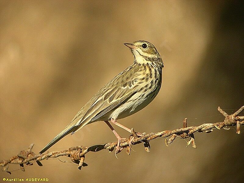 Pipit des arbres