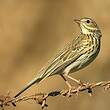 Pipit des arbres