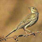 Tree Pipit