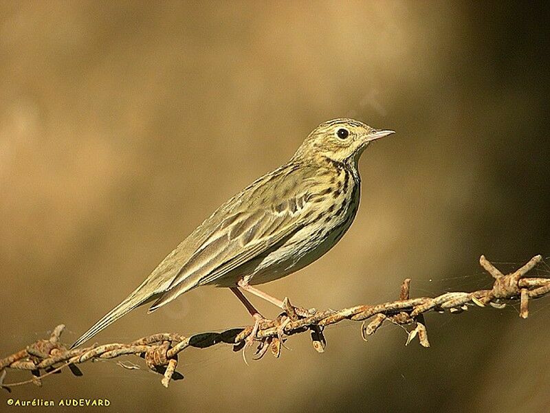 Pipit des arbres