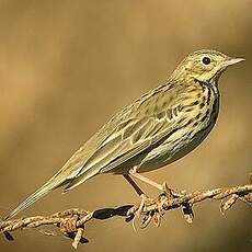 Pipit des arbres