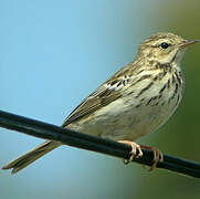 Pipit des arbres