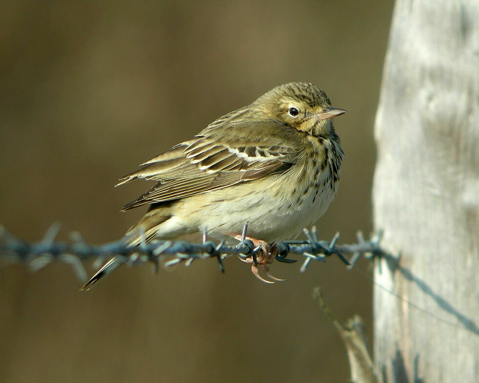 Tree Pipit male adult breeding, identification