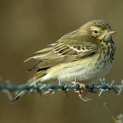 Tree Pipit