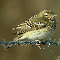 Pipit des arbres