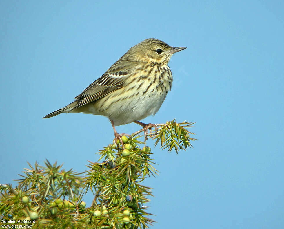 Pipit des arbres, identification