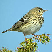 Tree Pipit