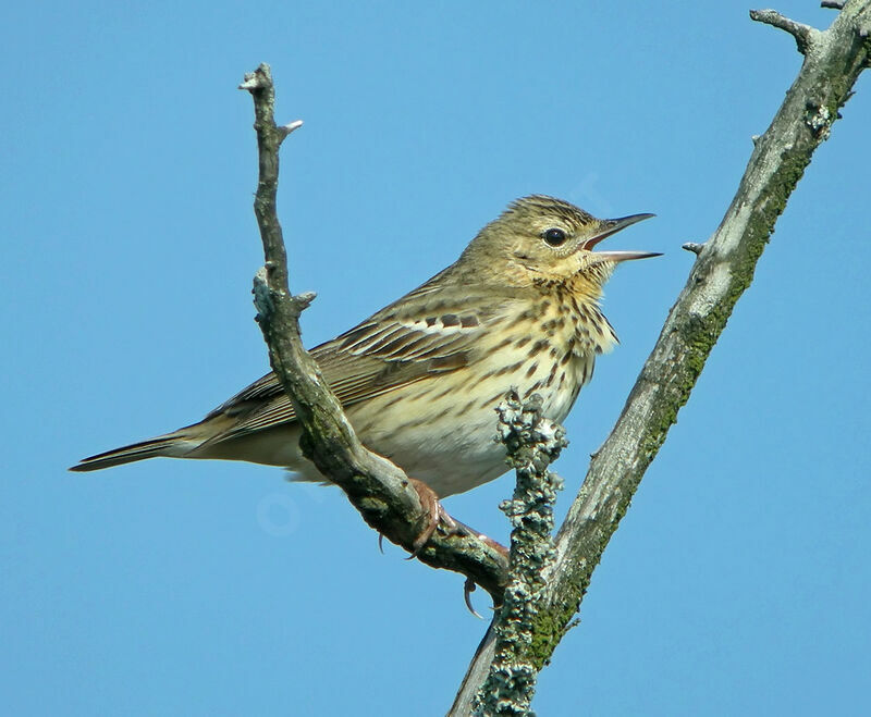 Tree Pipit male adult breeding, identification, song