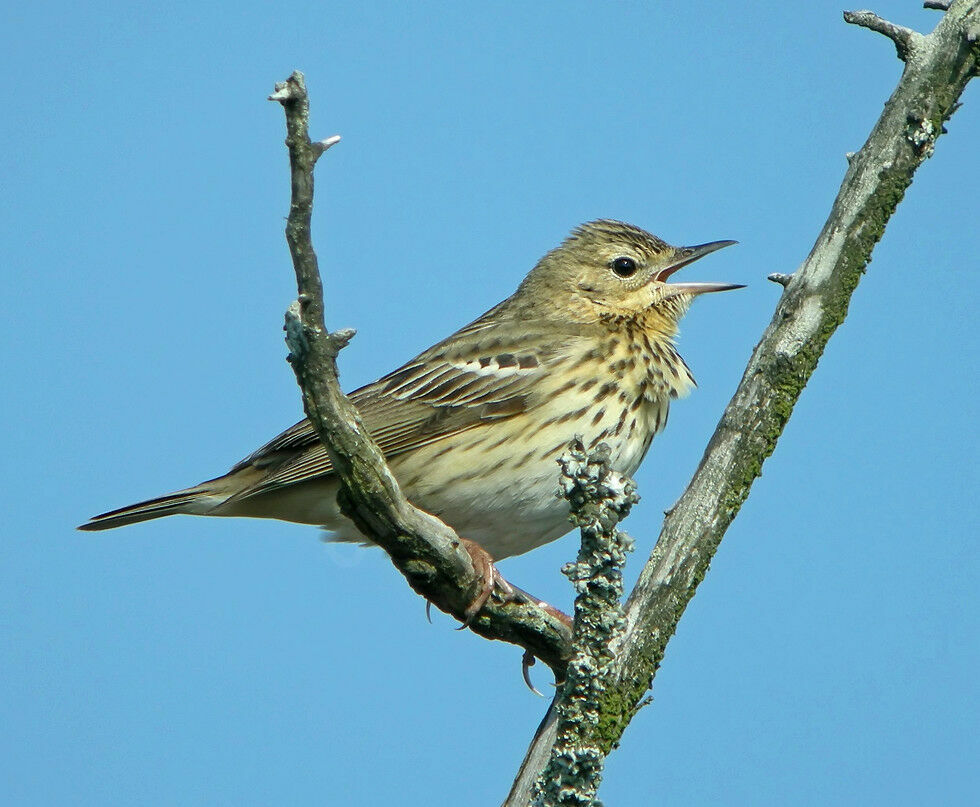 Pipit des arbres mâle adulte nuptial, identification, chant