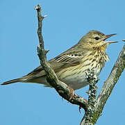 Pipit des arbres