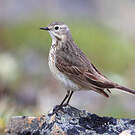 Pipit farlousane