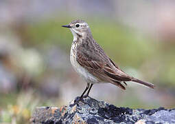 Buff-bellied Pipit