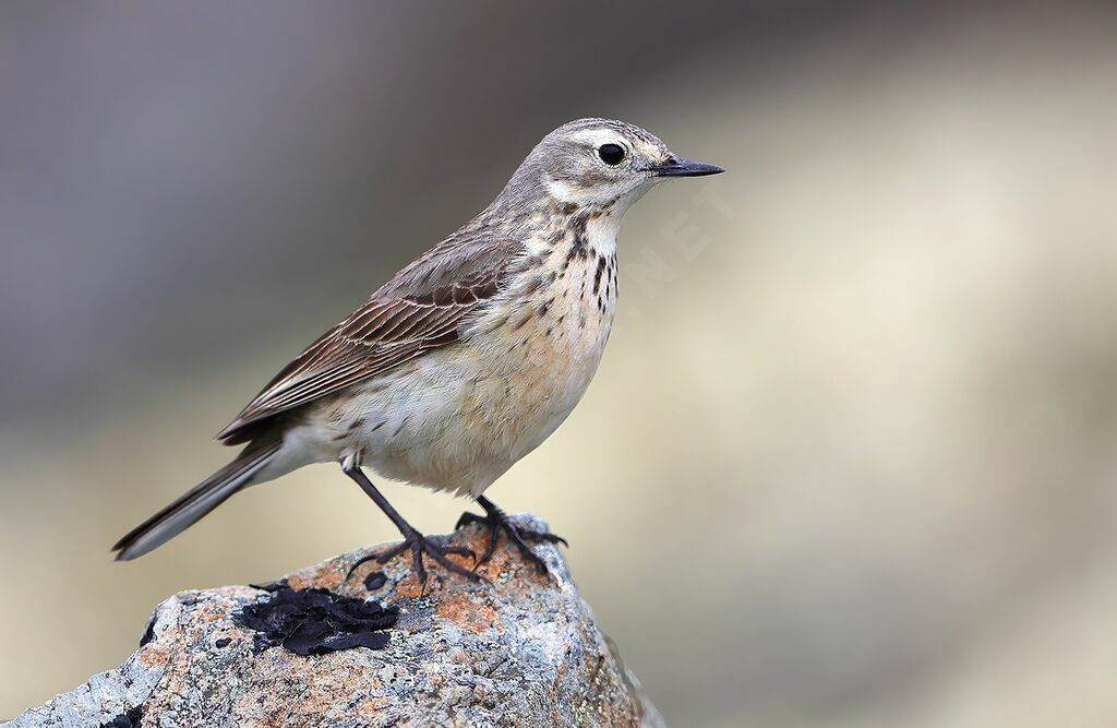 Buff-bellied Pipit