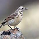 Pipit farlousane