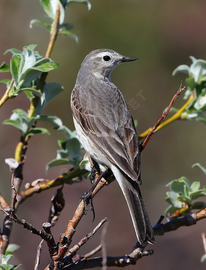 American Pipitadult breeding, identification