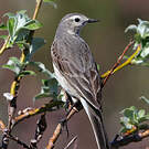 Pipit farlousane