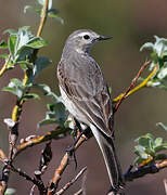 Buff-bellied Pipit