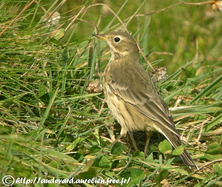 Buff-bellied Pipit