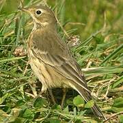 Buff-bellied Pipit