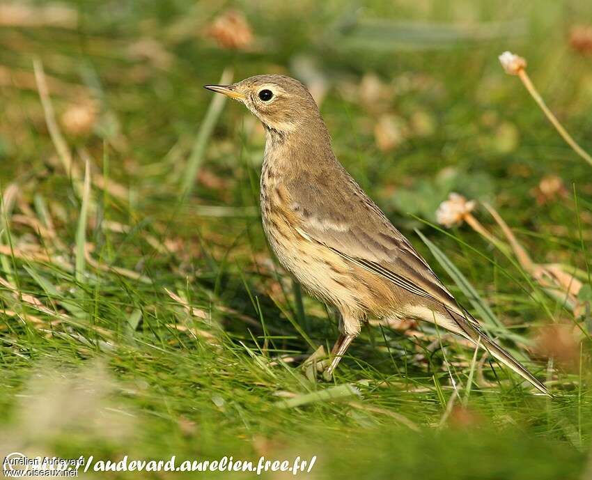 Pipit farlousaneadulte, identification