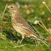 Buff-bellied Pipit