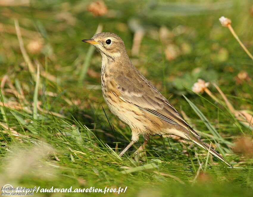 Pipit farlousaneadulte transition, identification