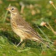 American Pipit