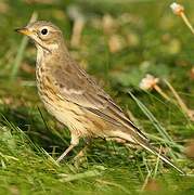 Buff-bellied Pipit