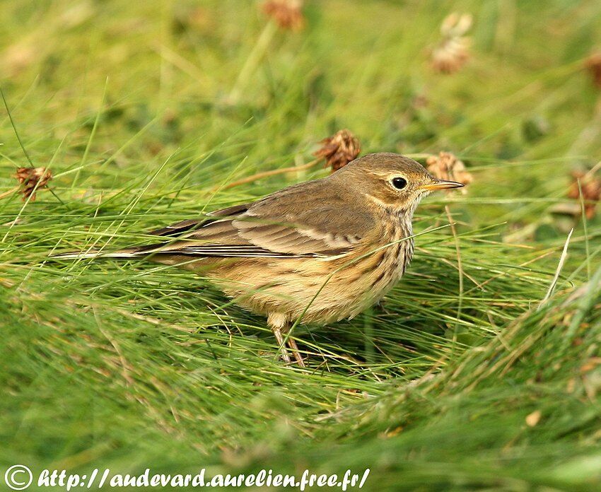 Buff-bellied Pipit