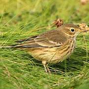 Buff-bellied Pipit