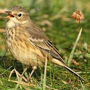 Buff-bellied Pipit