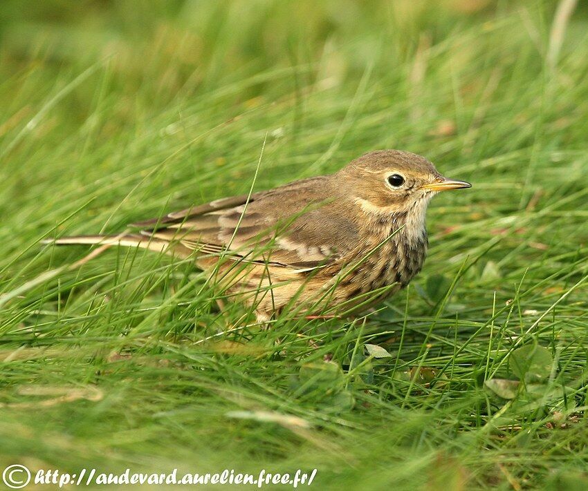 Buff-bellied Pipit