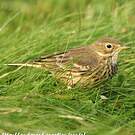 Pipit farlousane