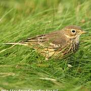 American Pipit